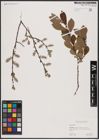 Foto von Salix aurita L.